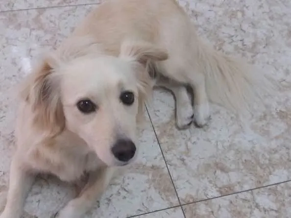 Cachorro ra a Srd idade 2 anos nome Ralph