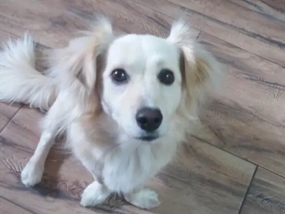 Cachorro ra a Srd idade 2 anos nome Ralph