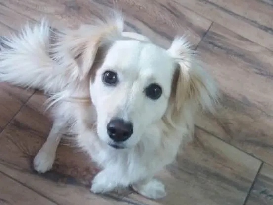 Cachorro ra a Srd idade 2 anos nome Ralph