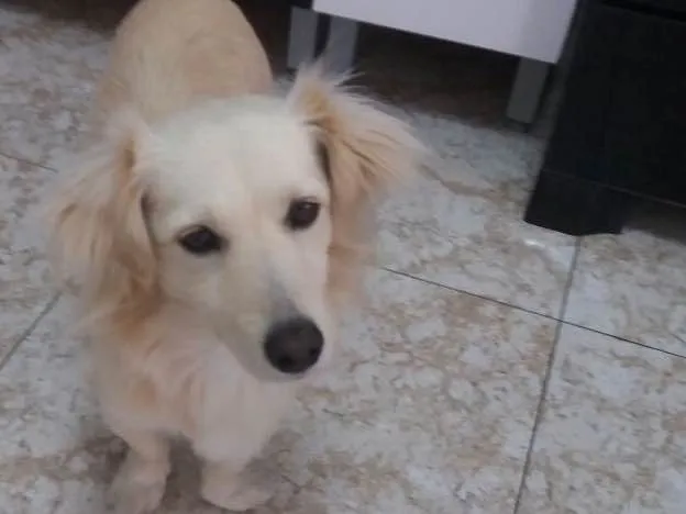Cachorro ra a Srd idade 2 anos nome Ralph