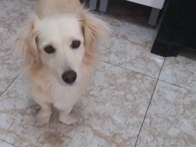 Cachorro ra a Srd idade 2 anos nome Ralph
