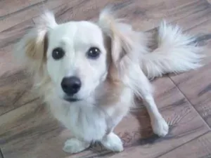 Cachorro raça Srd idade 2 anos nome Ralph