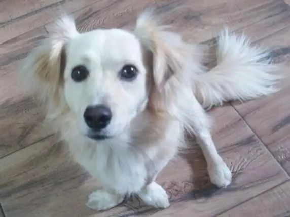 Cachorro ra a Srd idade 2 anos nome Ralph