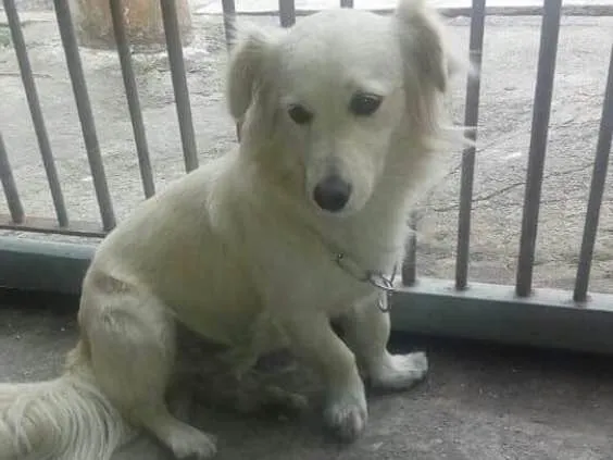 Cachorro ra a Srd idade 2 anos nome Ralph