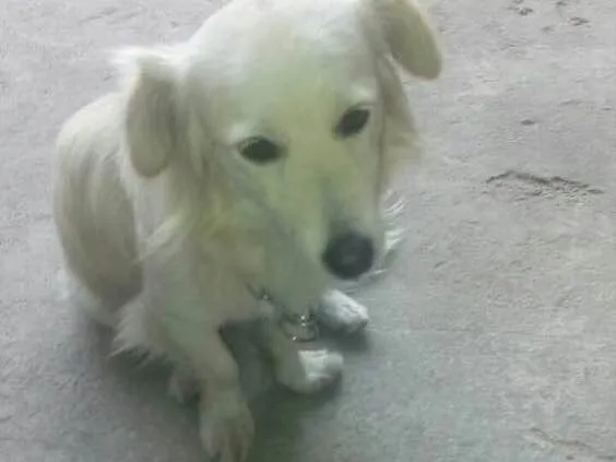 Cachorro ra a Srd idade 2 anos nome Ralph