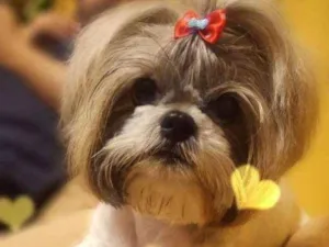 Cachorro raça Shitzu idade 2 anos nome Agatha GRATIFICA
