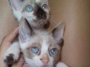 Gato raça  idade 2 a 6 meses nome Peludinha/ bibi