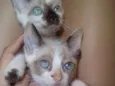 Peludinha/ bibi