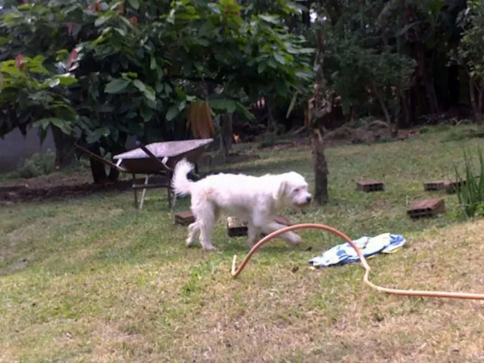 Cachorro ra a Cocker idade 6 ou mais anos nome July