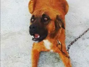 Cachorro raça  idade 2 anos nome Gorda 
