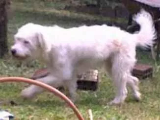 Cachorro ra a Cocker idade 6 ou mais anos nome July