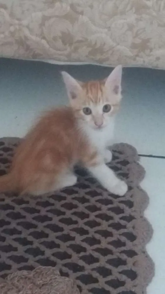 Gato ra a SRD idade 2 a 6 meses nome Sem nome.