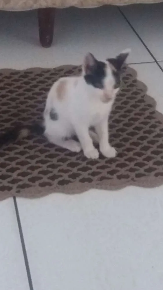 Gato ra a SRD idade 2 a 6 meses nome Sem nome.