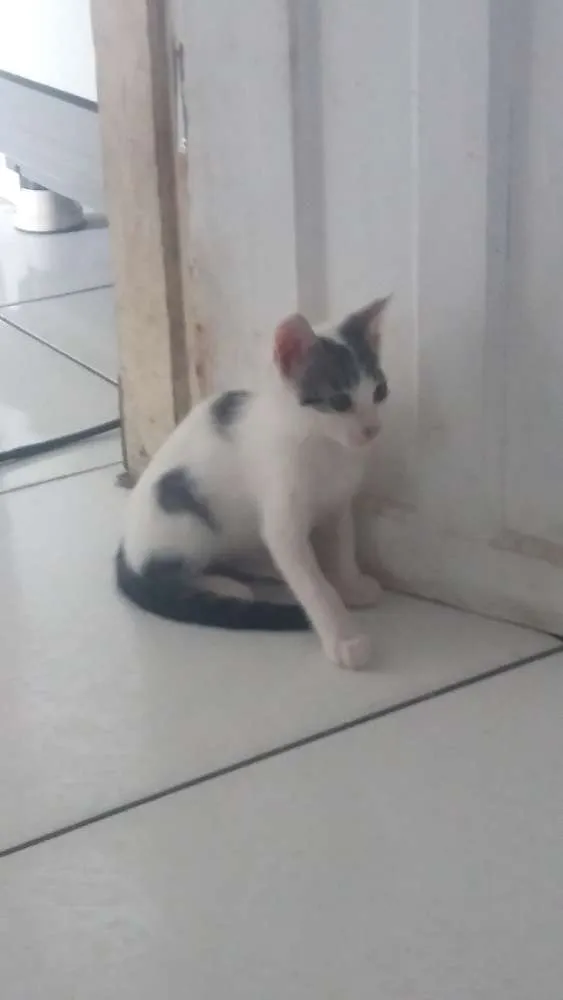 Gato ra a SRD idade 2 a 6 meses nome Sem nome.