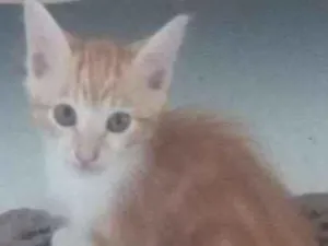 Gato raça SRD idade 2 a 6 meses nome Sem nome.