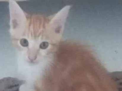 Gato ra a SRD idade 2 a 6 meses nome Sem nome.