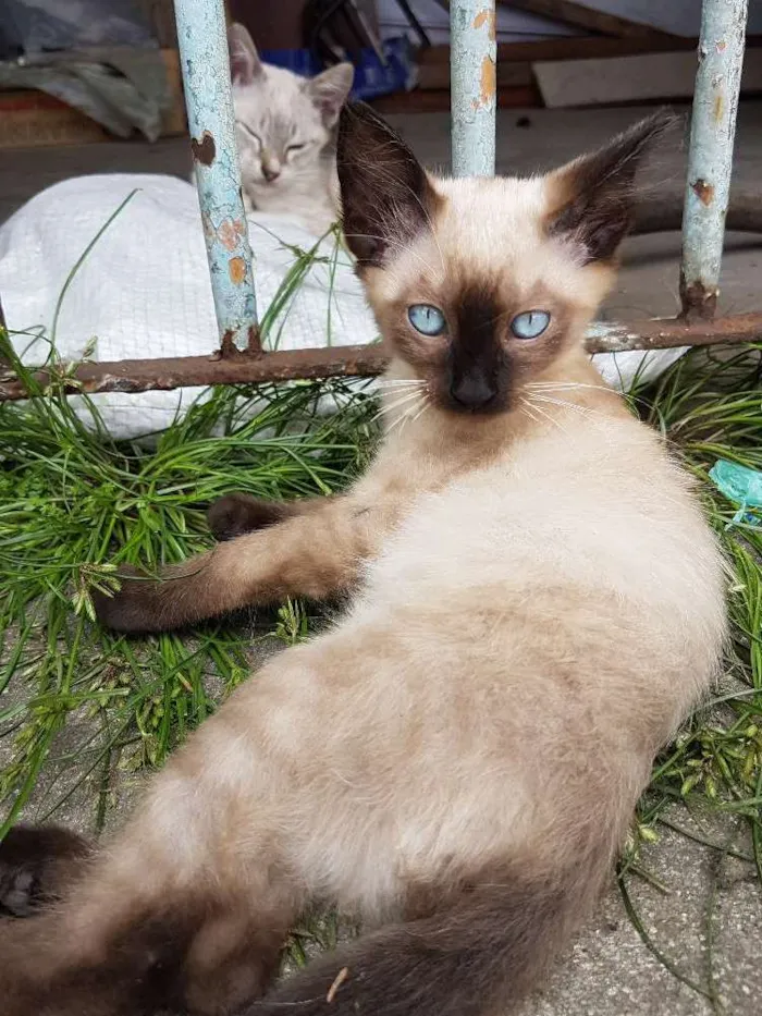 Gato ra a Siames idade 2 a 6 meses nome Sem nome