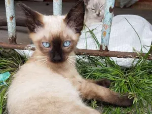 Gato raça Siames idade 2 a 6 meses nome Sem nome