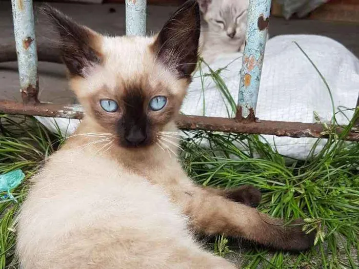 Gato ra a Siames idade 2 a 6 meses nome Sem nome