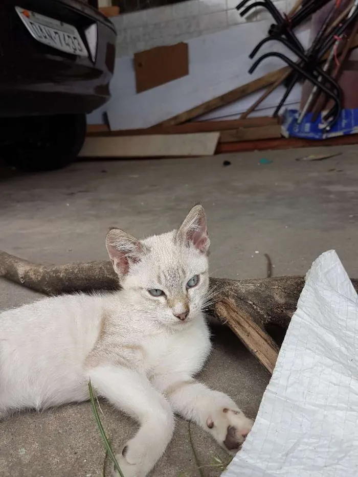Gato ra a Srd idade 2 a 6 meses nome Sem nome 