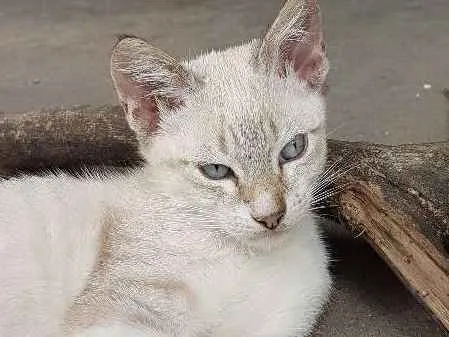 Gato ra a Srd idade 2 a 6 meses nome Sem nome 