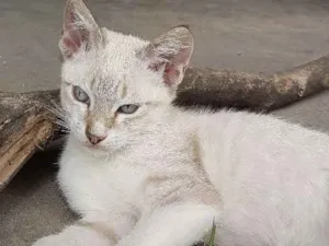 Gato raça Srd idade 2 a 6 meses nome Sem nome 