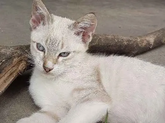 Gato ra a Srd idade 2 a 6 meses nome Sem nome 