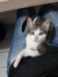 Pipoca