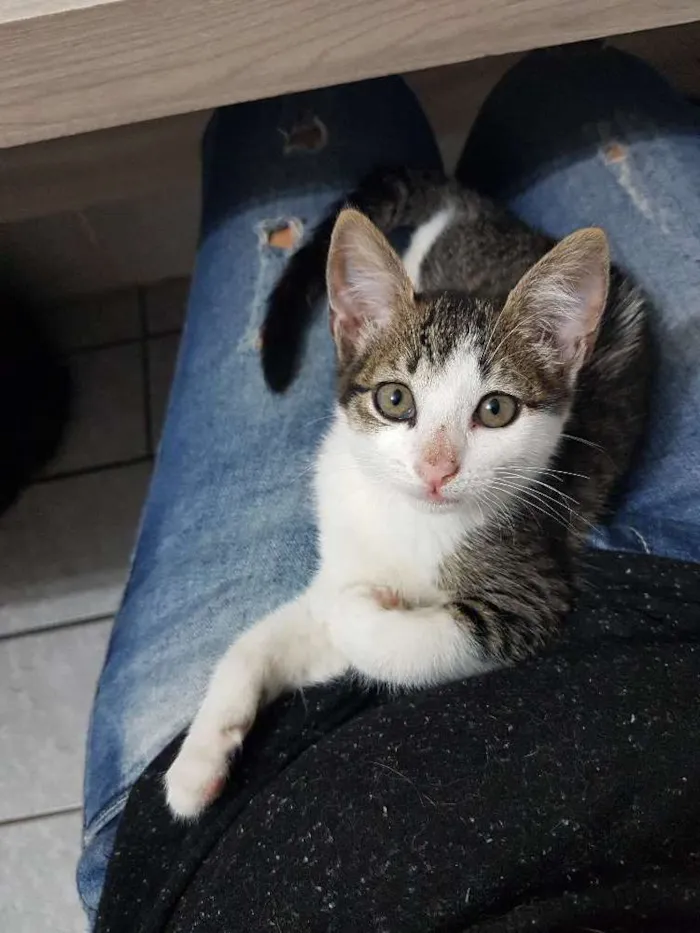 Gato ra a Srd idade 2 a 6 meses nome Pipoca