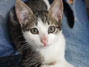 Gato raça Srd idade 2 a 6 meses nome Pipoca