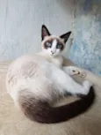 Pepinha