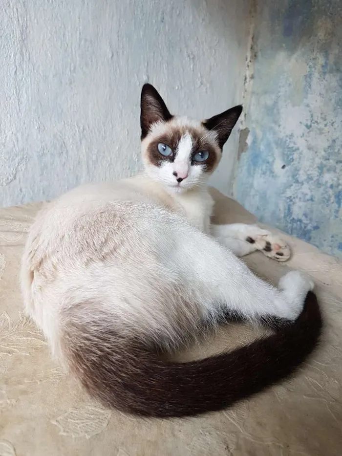 Gato ra a Srd idade 2 a 6 meses nome Pepinha