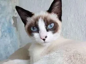Gato raça Srd idade 2 a 6 meses nome Pepinha