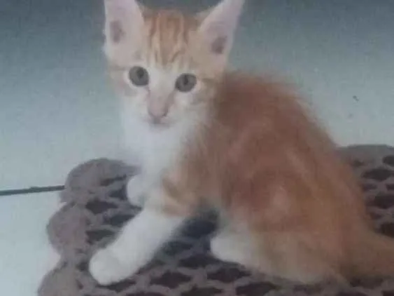 Gato ra a SRD idade 2 a 6 meses nome Sem nome.