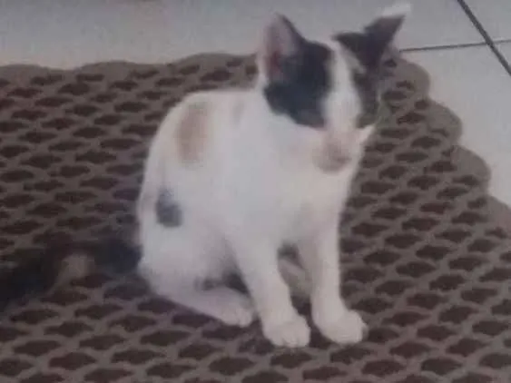 Gato ra a SRD idade 2 a 6 meses nome Sem nome.