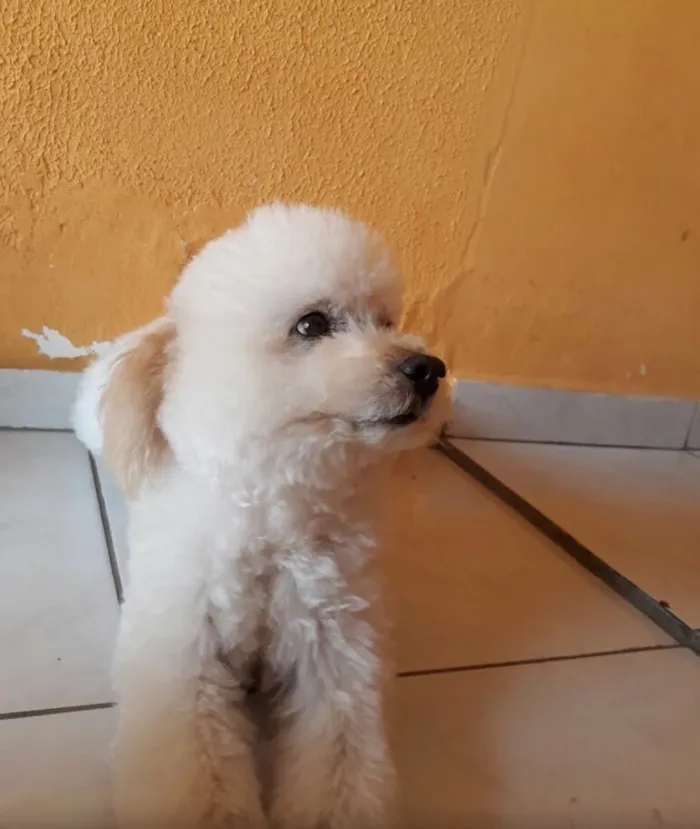 Cachorro ra a Poodle idade 6 ou mais anos nome Tom