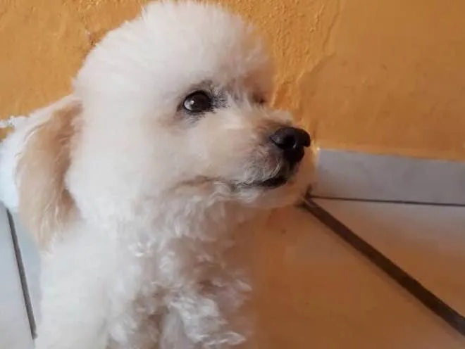 Cachorro ra a Poodle idade 6 ou mais anos nome Tom