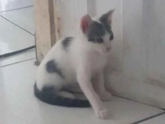 Gato ra a SRD idade 2 a 6 meses nome Sem nome.