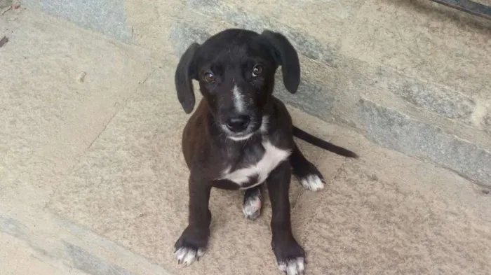 Cachorro ra a SRD idade 2 a 6 meses nome Chokito