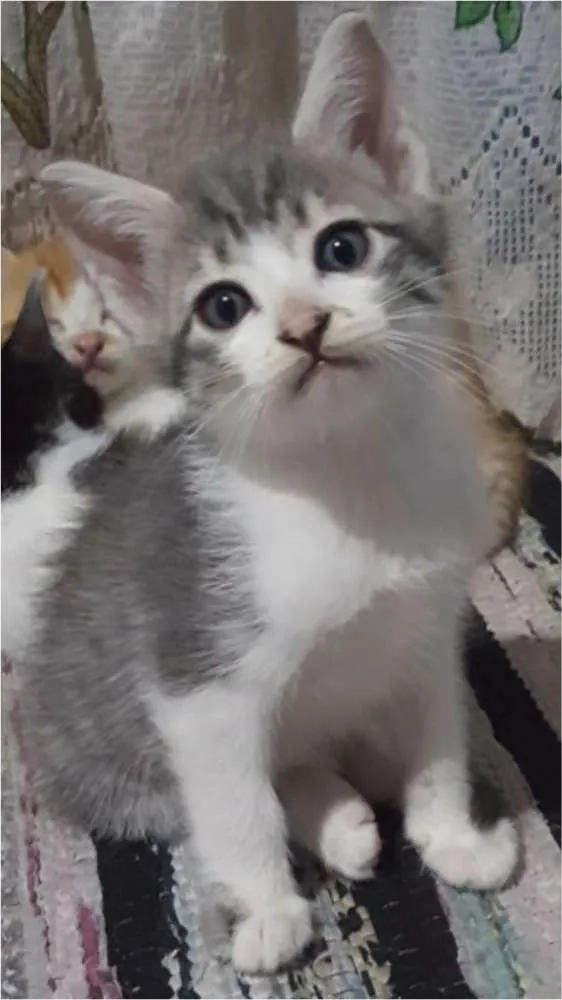 Gato ra a RND idade Abaixo de 2 meses nome Luke