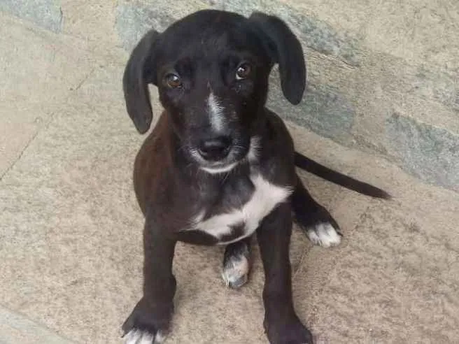 Cachorro ra a SRD idade 2 a 6 meses nome Chokito