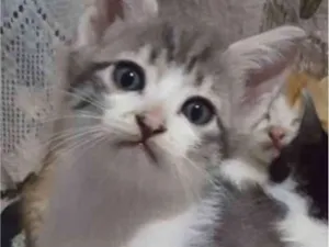 Gato raça RND idade Abaixo de 2 meses nome Luke
