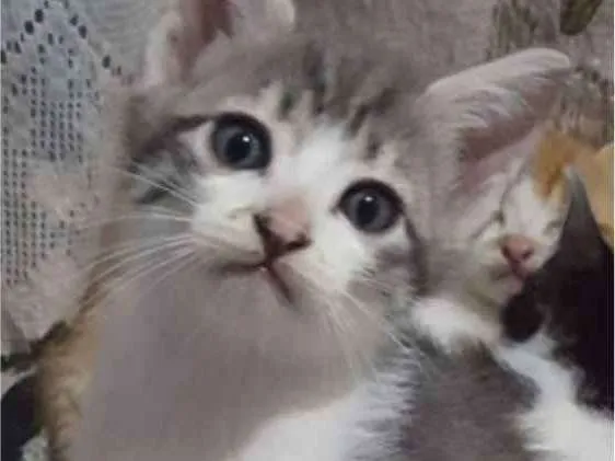 Gato ra a RND idade Abaixo de 2 meses nome Luke