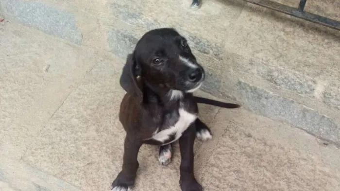 Cachorro ra a SRD idade 2 a 6 meses nome Chokito