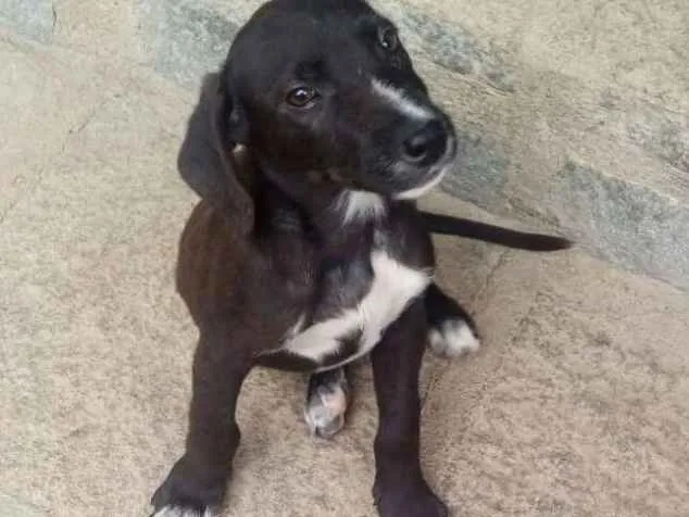 Cachorro ra a SRD idade 2 a 6 meses nome Chokito