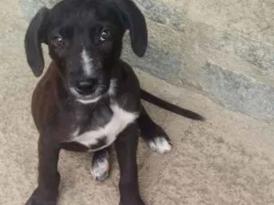Cachorro raça SRD idade 2 a 6 meses nome Chokito