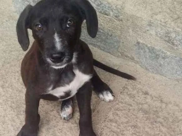 Cachorro ra a SRD idade 2 a 6 meses nome Chokito