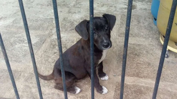 Cachorro ra a SRD idade 2 a 6 meses nome Chokito