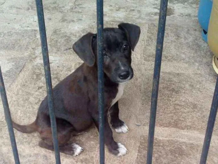 Cachorro ra a SRD idade 2 a 6 meses nome Chokito