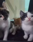 Tom